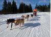 Obrázek Musher Kadet